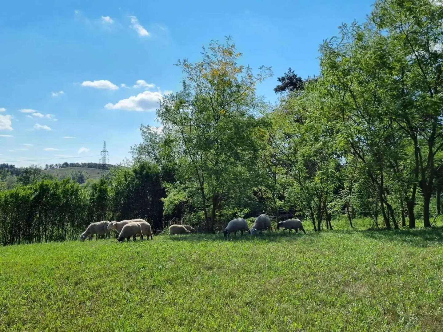 Pilikán Apartments - Park - Vineyard & Sheep farm
