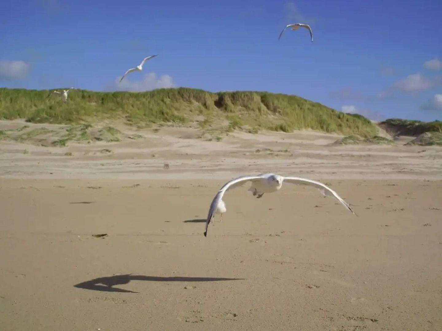 Luring Holiday Home in Callantsoog near Sea