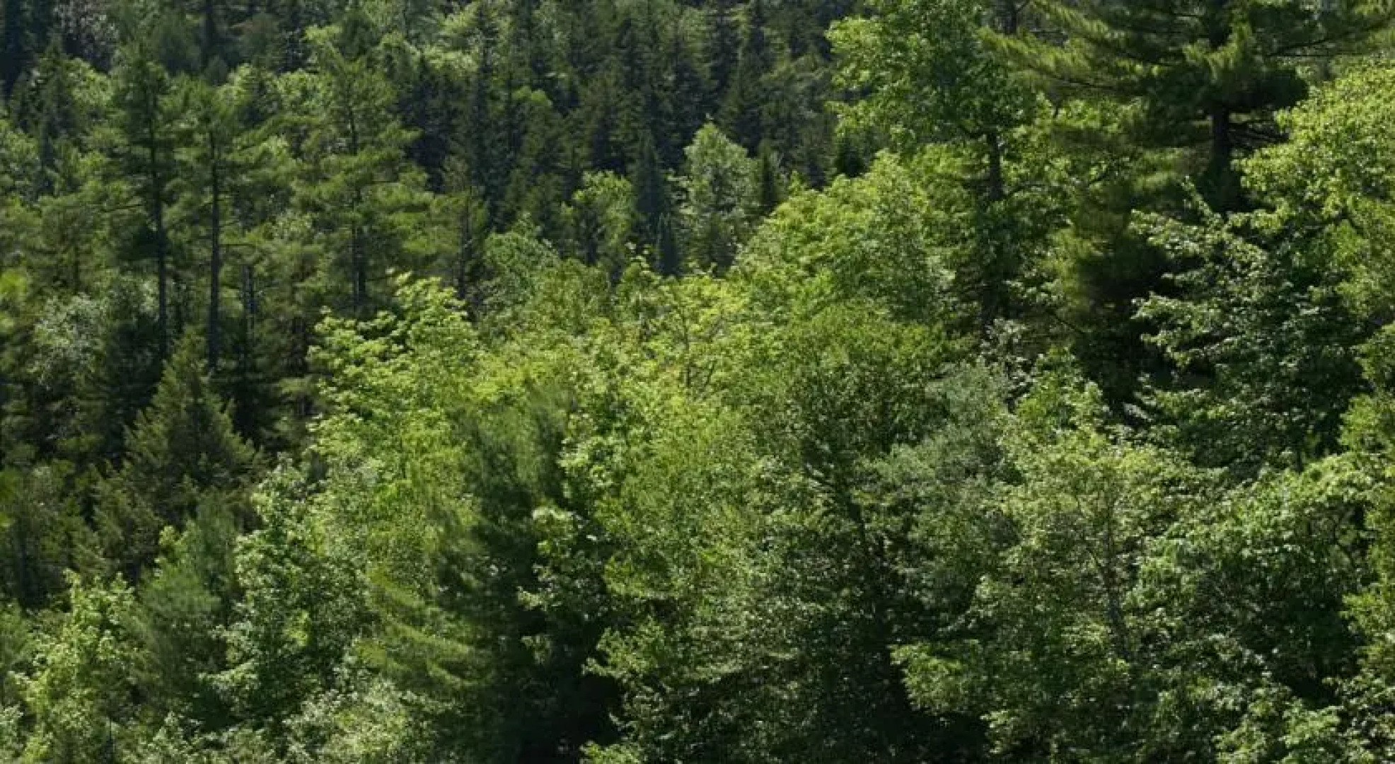 New England Outdoor Center