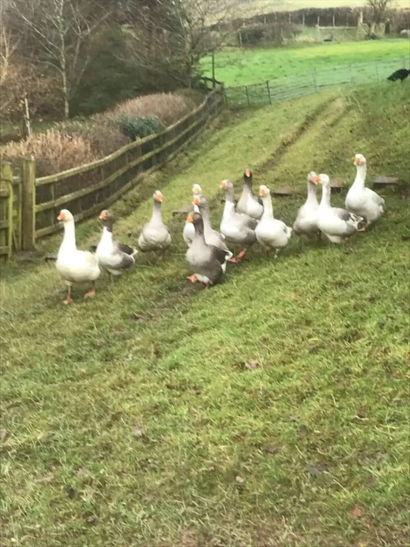 The Shepherds Hut at Hafoty Boeth