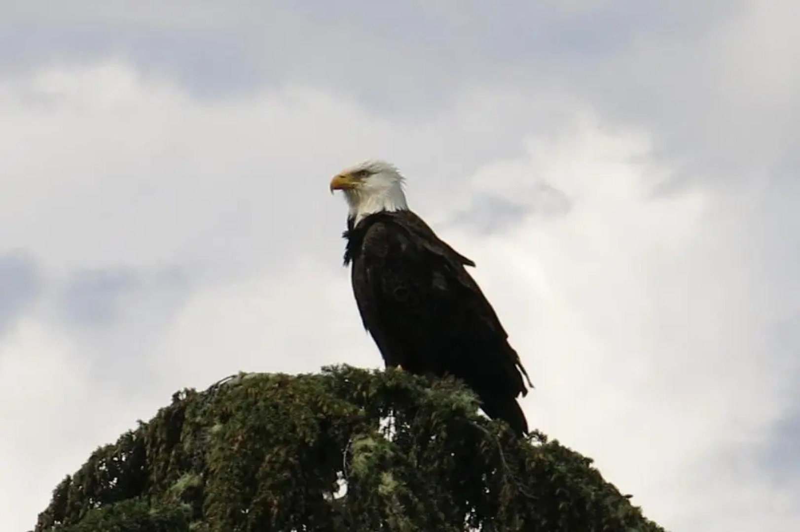 A Shack In The Woods