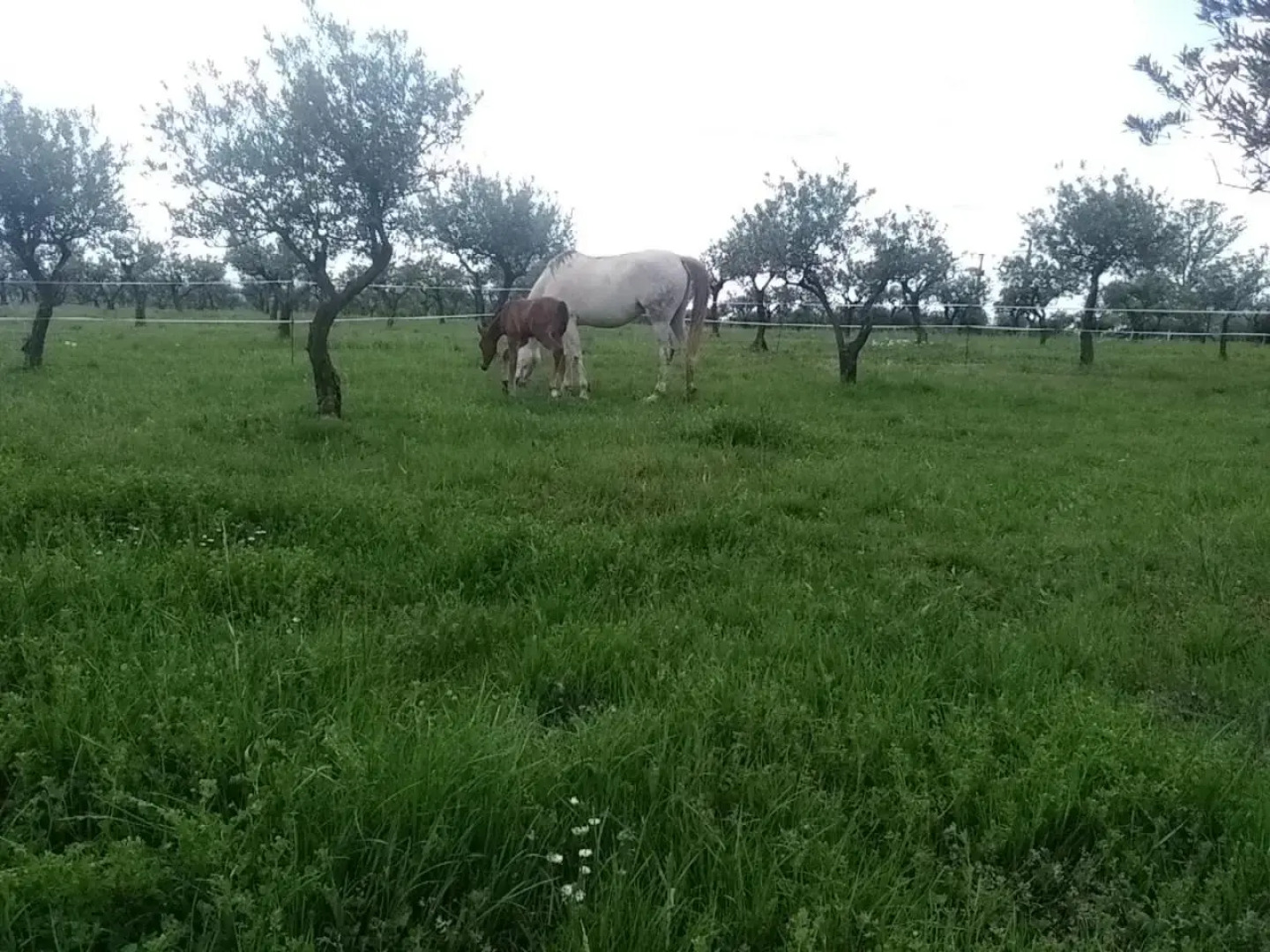 Studio indépendant dans Ferme Equestre
