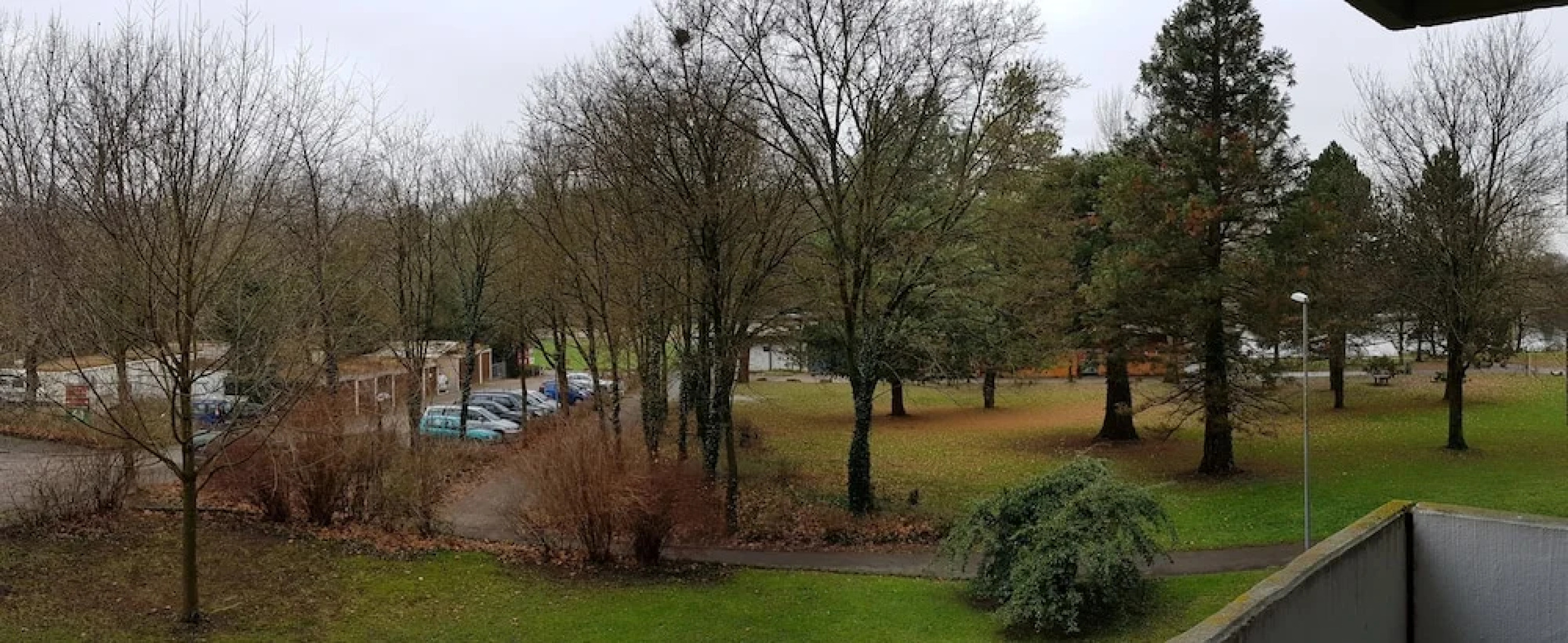 Studio Sweet Lemon Tree