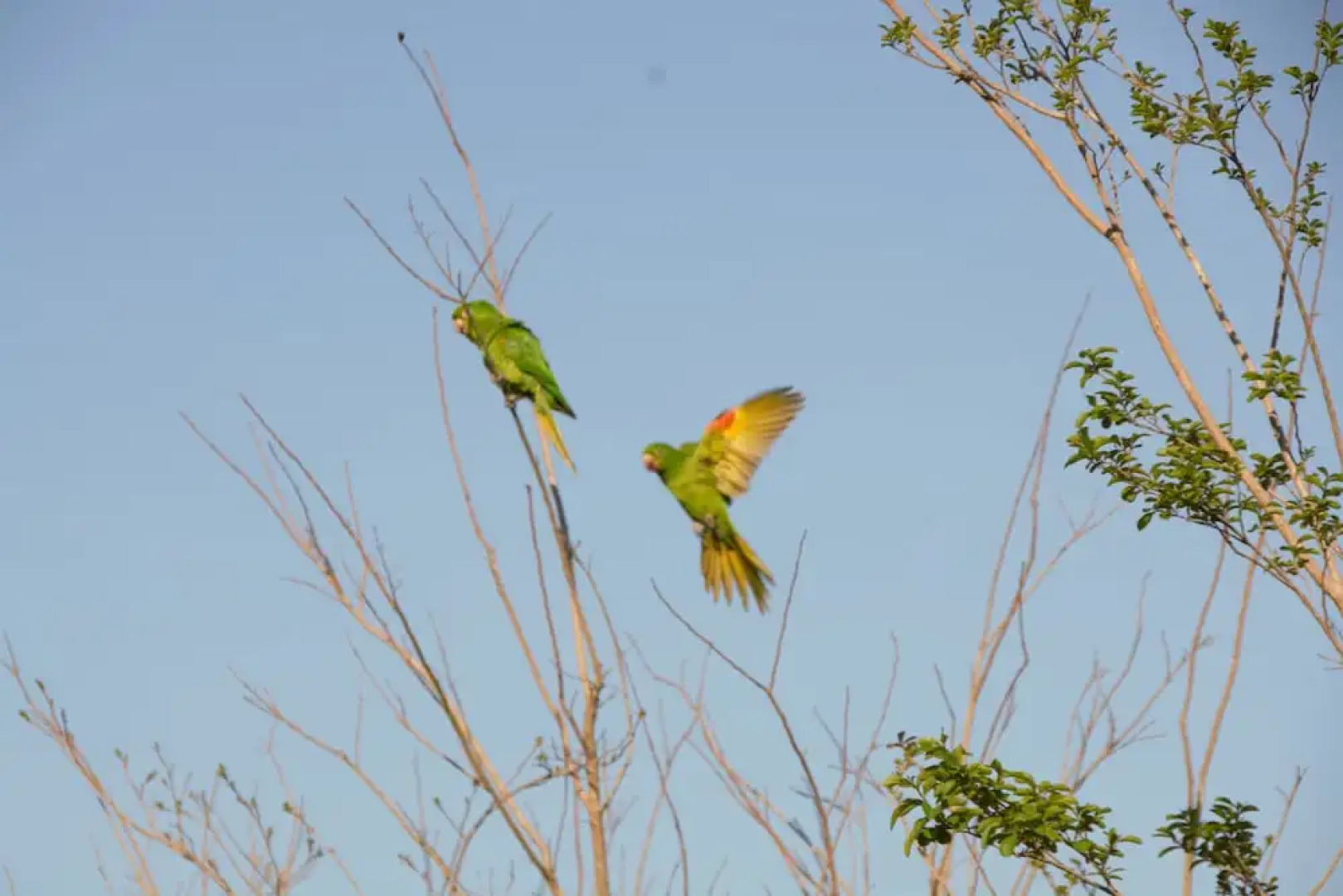 Pousada Estação das Flores