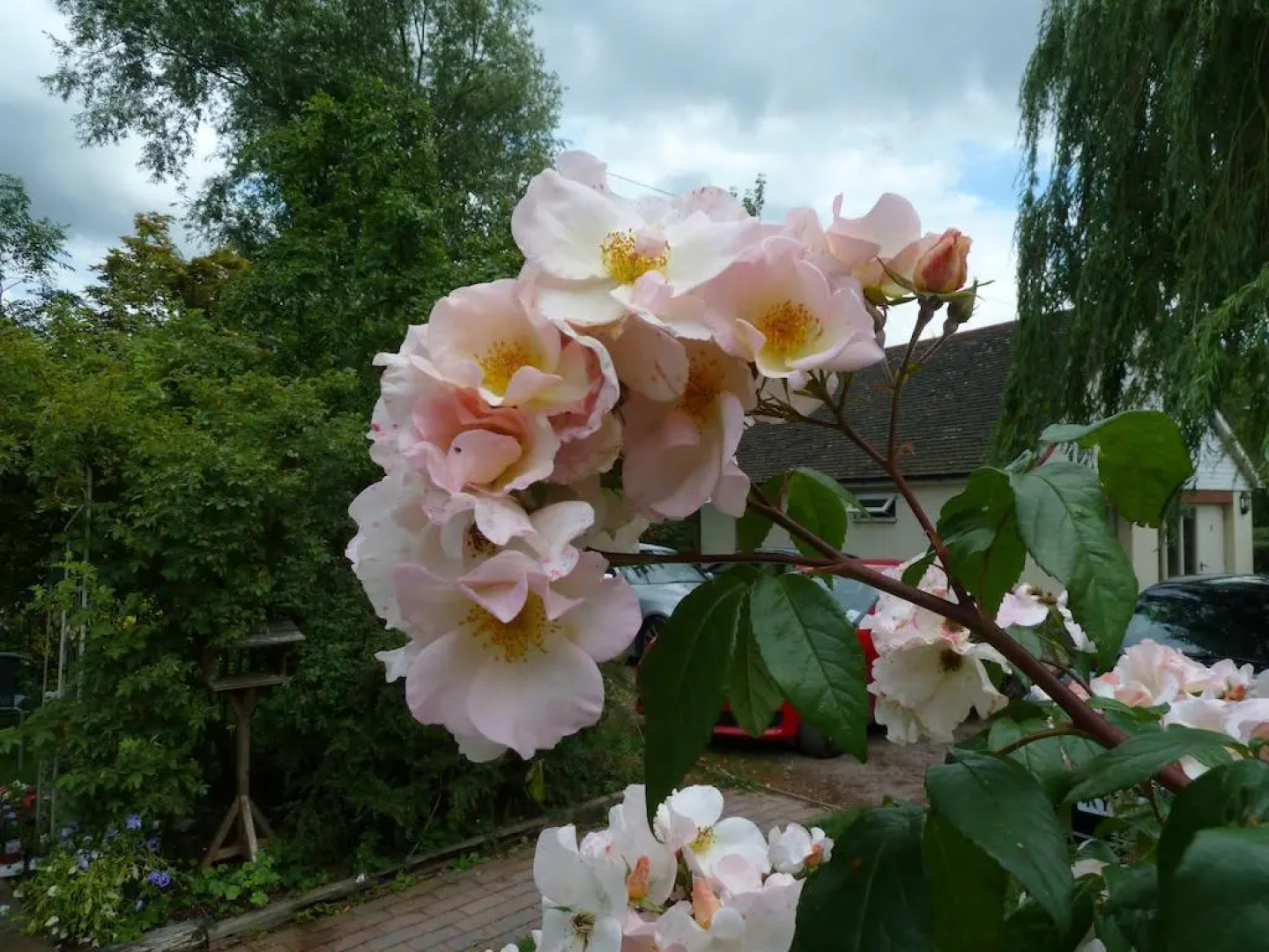 The Willows Guesthouse