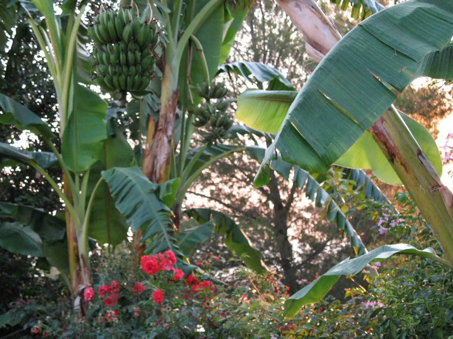 Angelica Villas Hotel Apartments