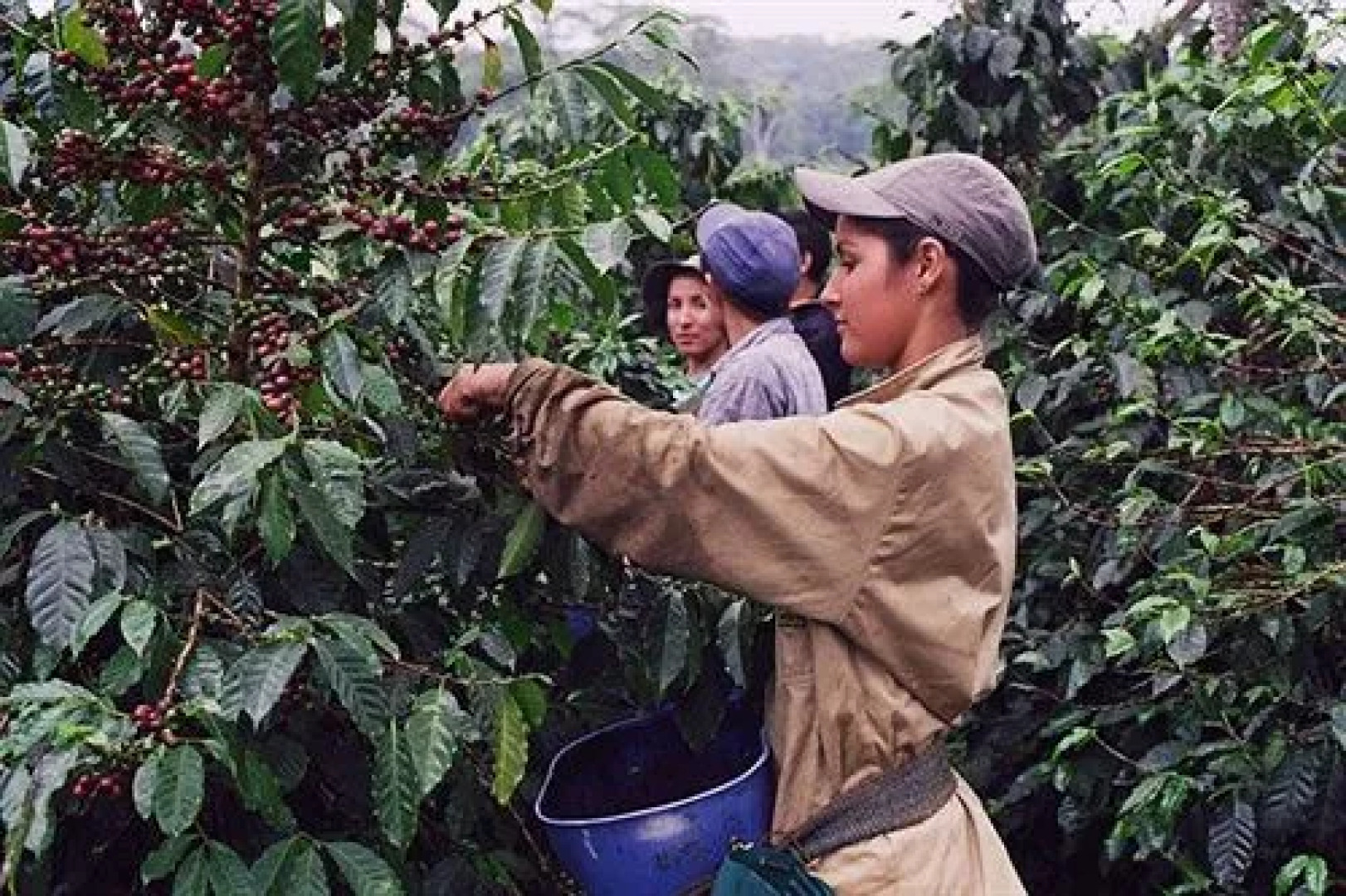 Hacienda El Roble Hotel