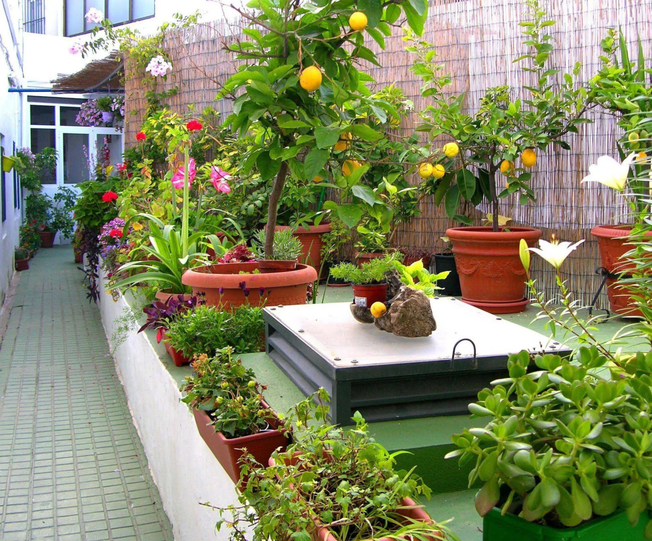 Apartamentos Calypso