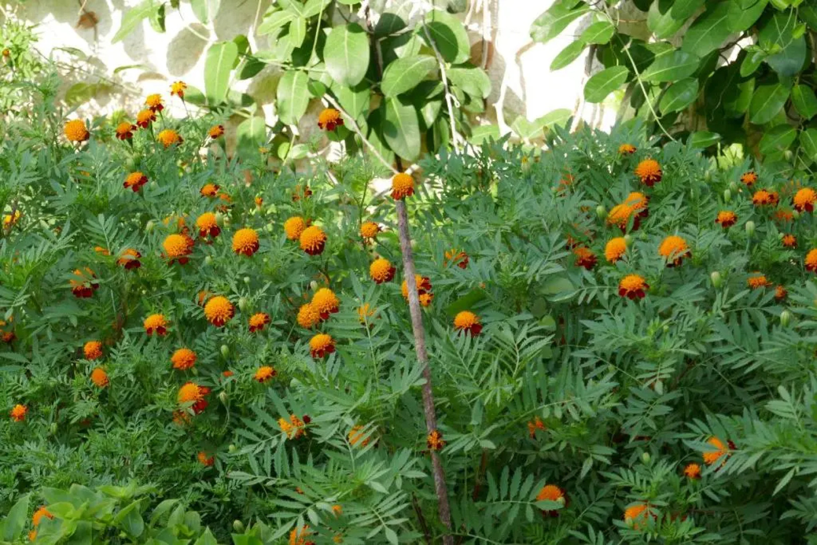 Tiros Apartments Armonia