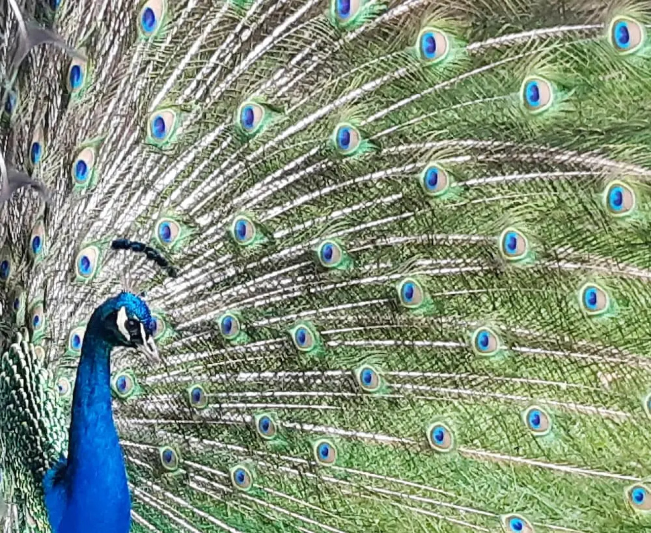 Villa With 4 Bedrooms in Saint-germain-du-pert, With Pool Access, Encl