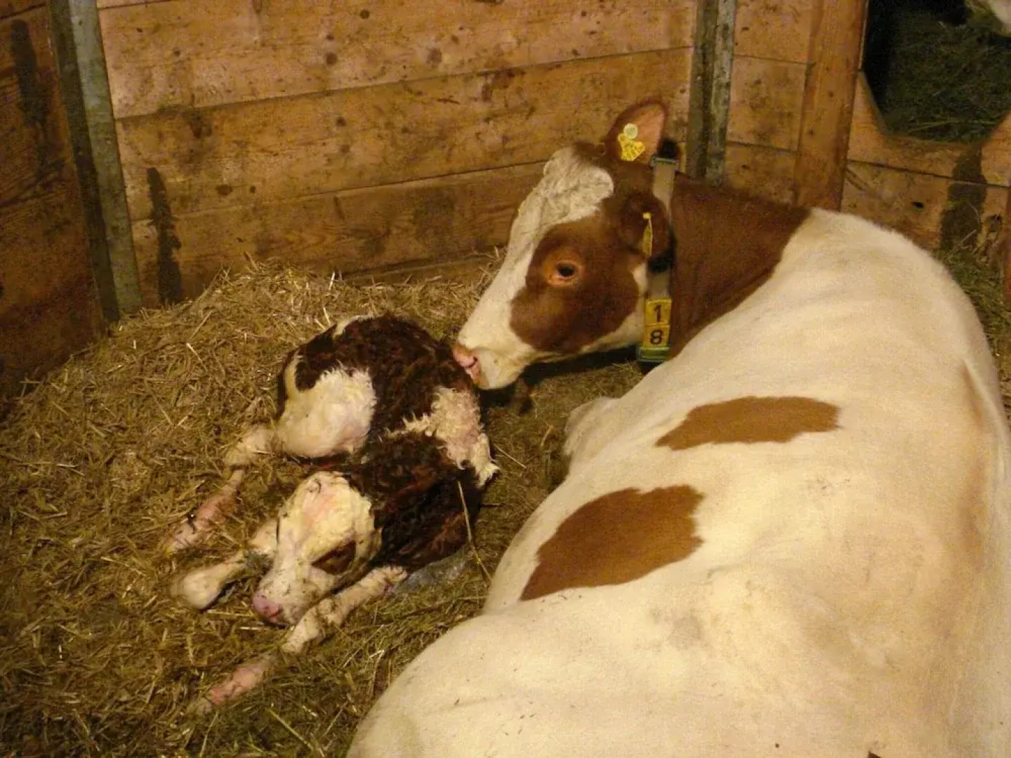 Wooden Apartment With Mountain View