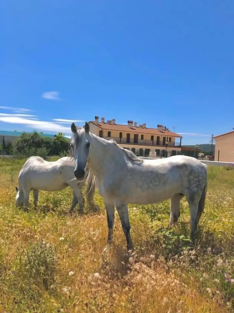 Rural Reillo Alojamientos Rurales