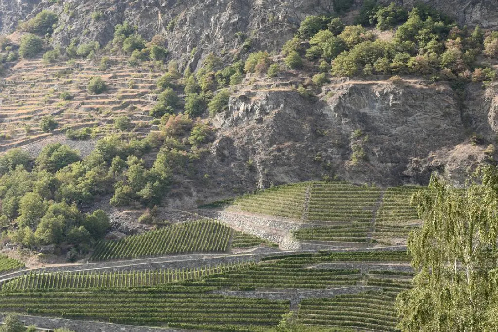 View of the vineyards