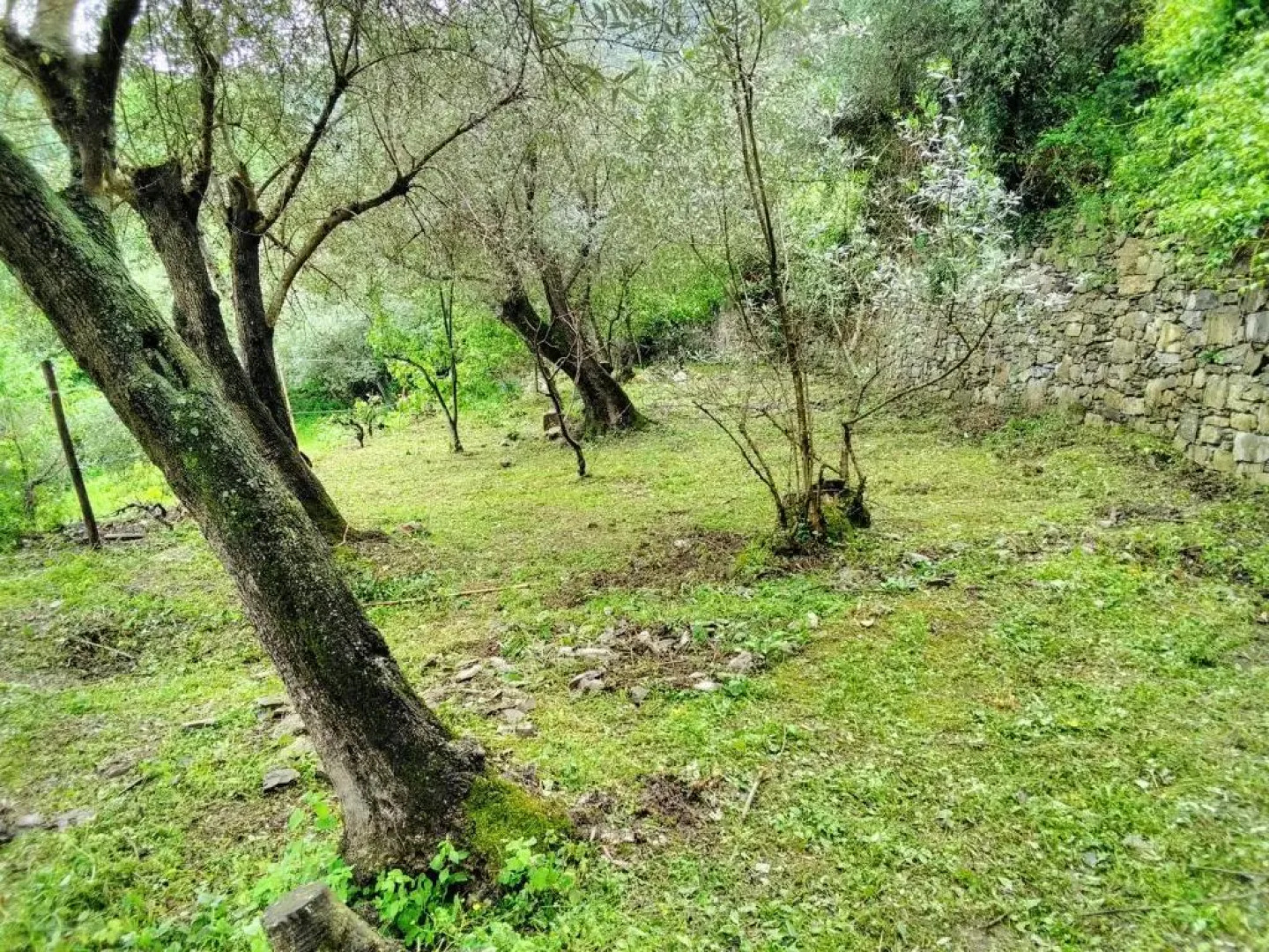 Villa Olivari - apt il Cedro