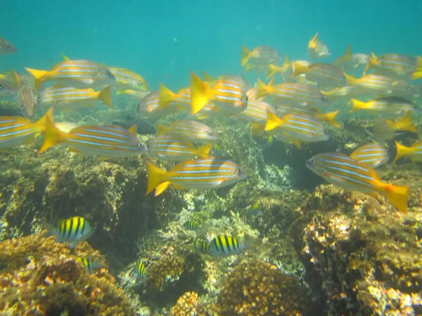 Deseo Bamboo Ecolodge - Bungalows