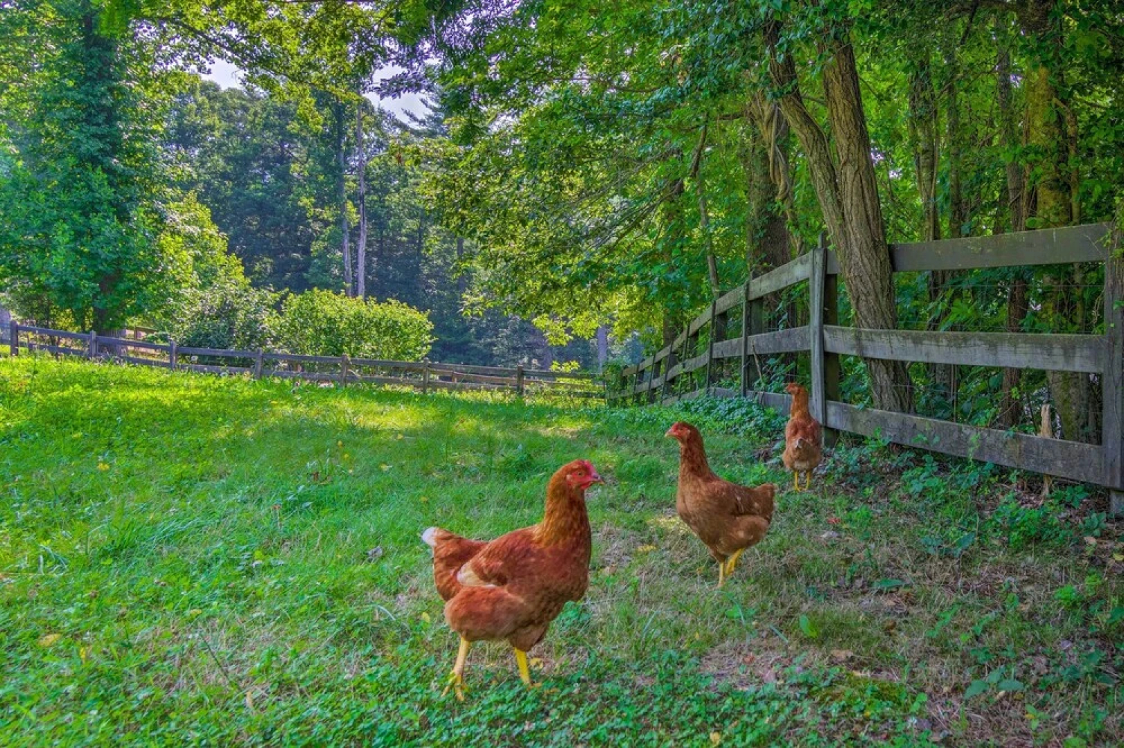Rustic & Authentic Farm Stay by Dupont Forest!