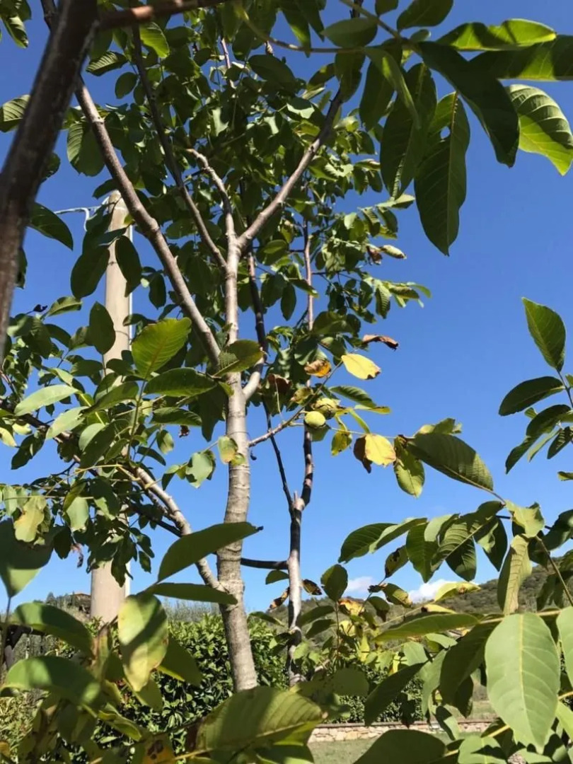 Azienda Agrituristica I Tre Casali