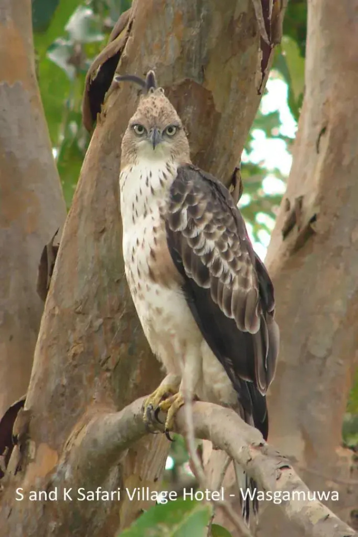 S and K Safari Village Hotel - Wasgamuwa