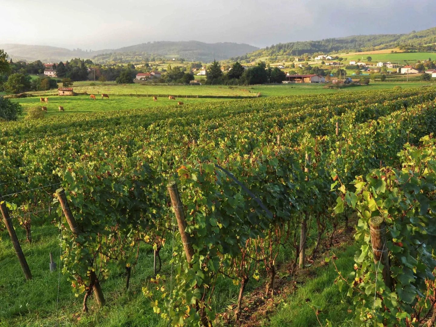 Mercure Rodez Cathedrale