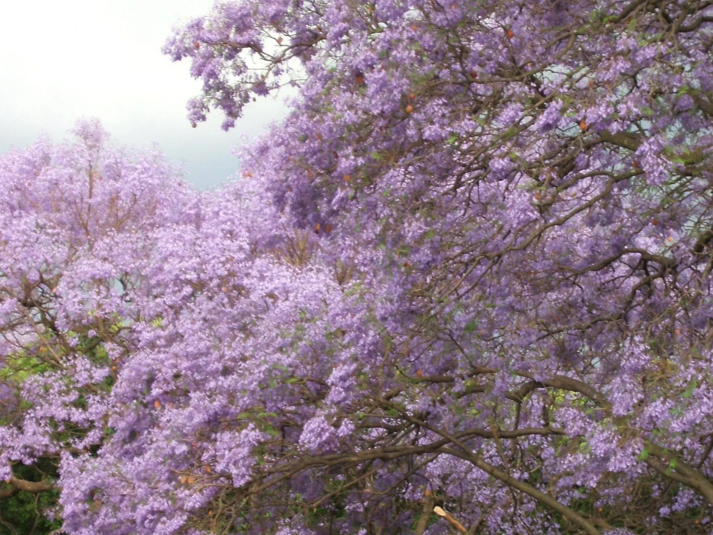 Cherry Tree Cottage Linden Bed and Breakfast