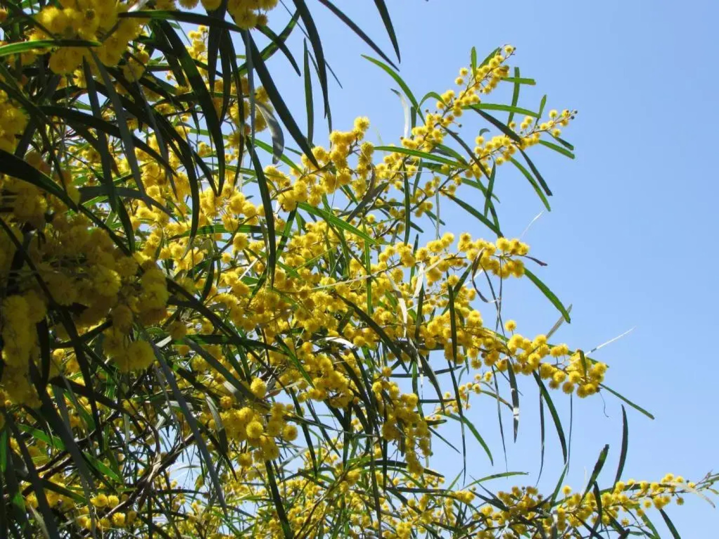 Quinta Sobral Prestige