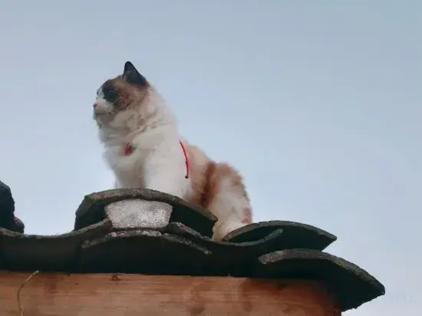 Yunshe Puju Guesthouse