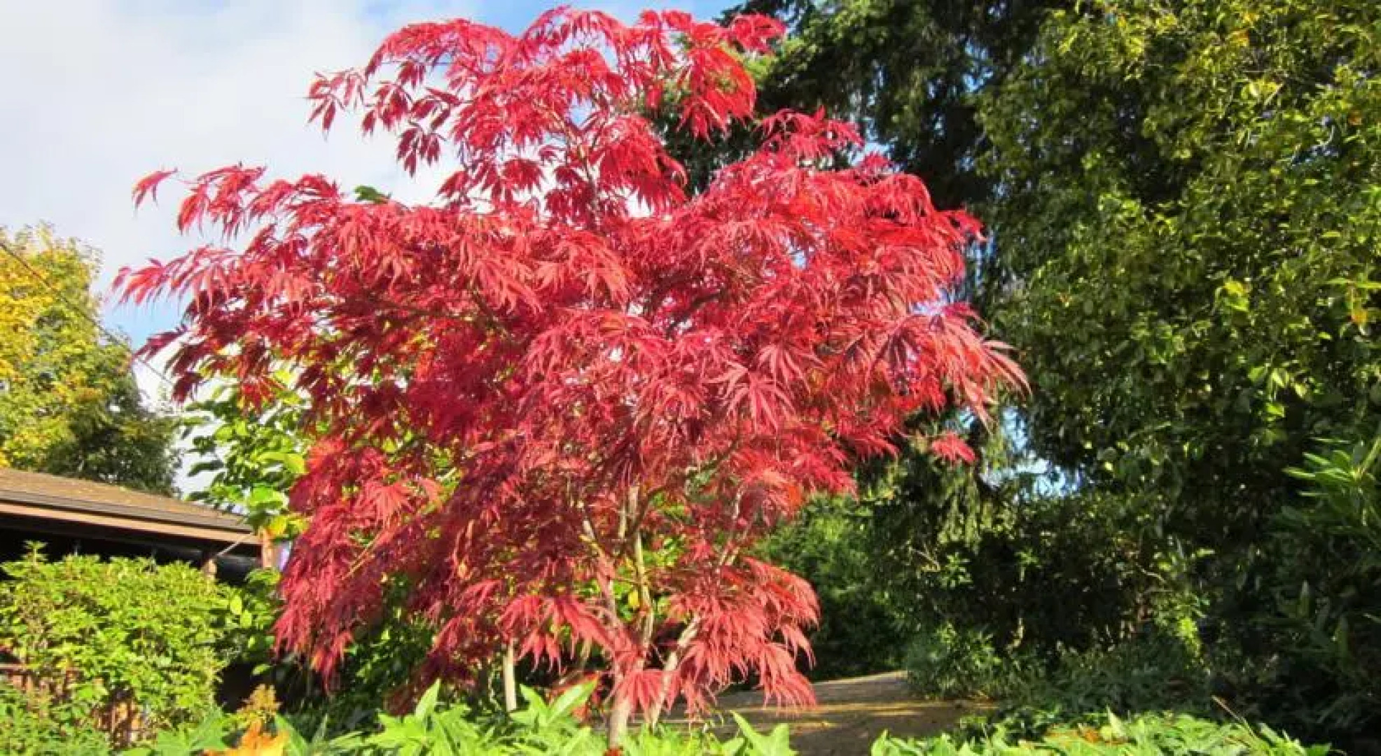 Soundview Cottage B&B