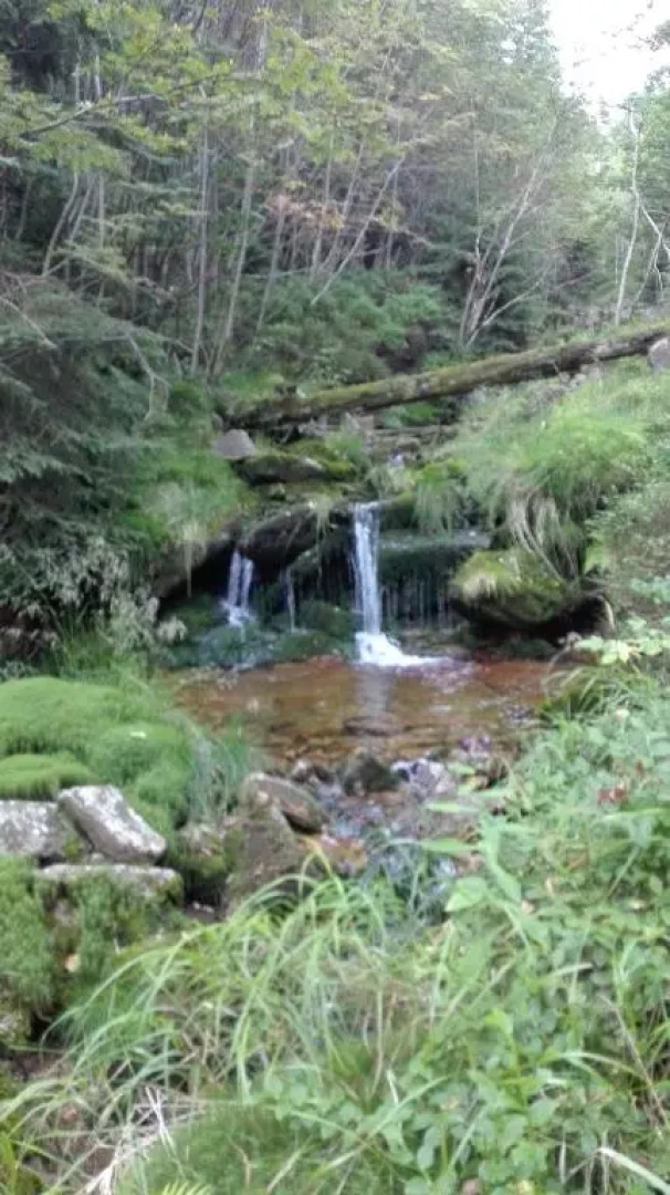 Pokoje Gościnne Przy Lesie