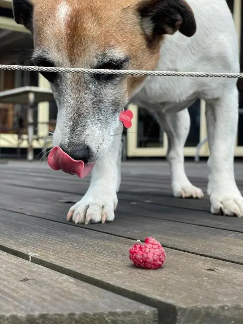 Beth's Cottage Roaring 40s