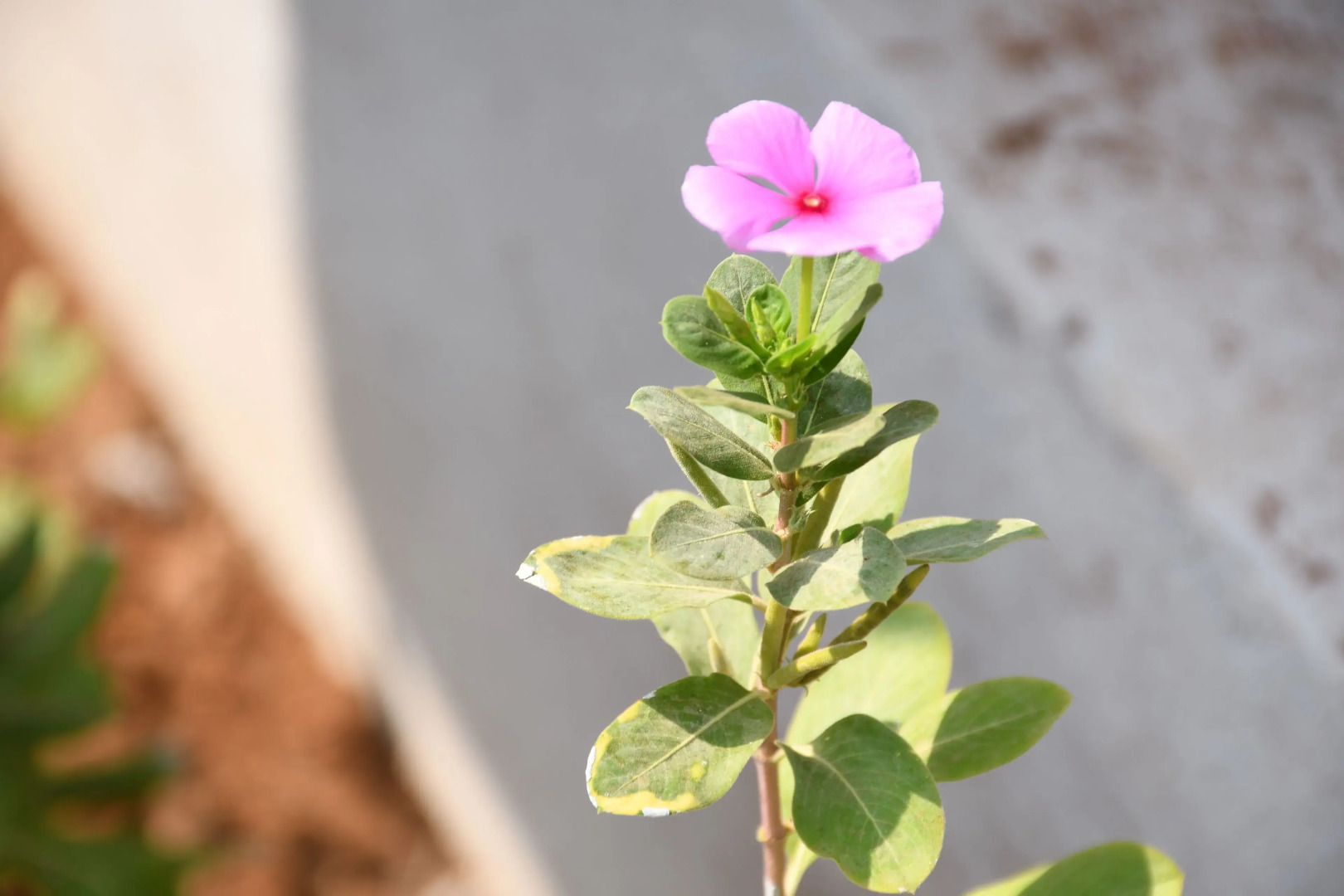 Sea Princess Beach Resort