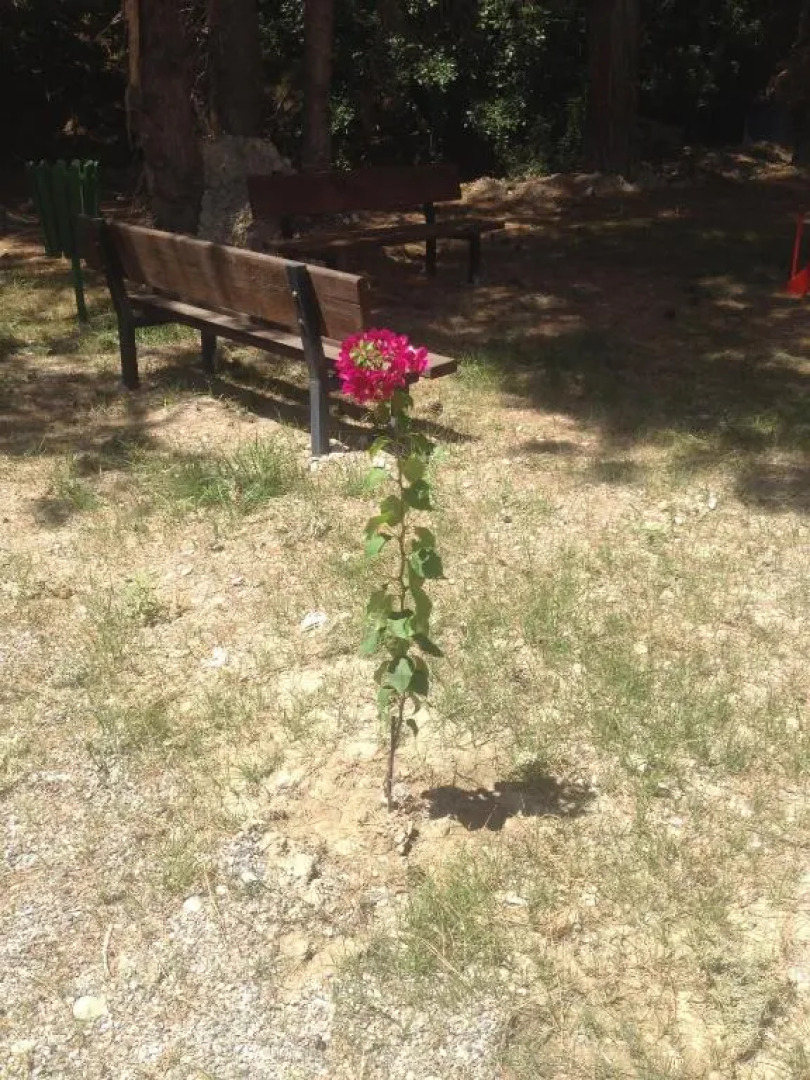 Pereches Hotel Apartments