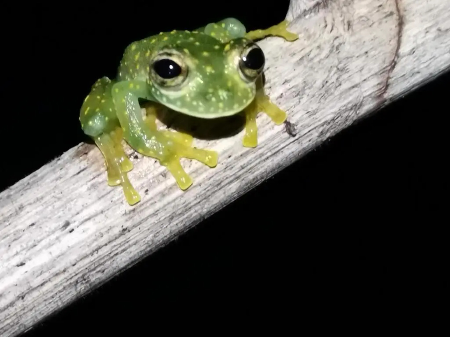 Estación Biológica Tamandua