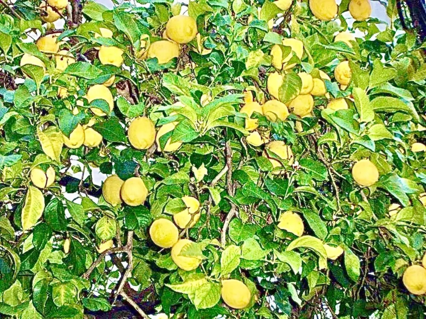 House With 2 Bedrooms in Genalguacil, Málaga, With Shared Pool, Enclosed Garden and Wifi Near the Beach