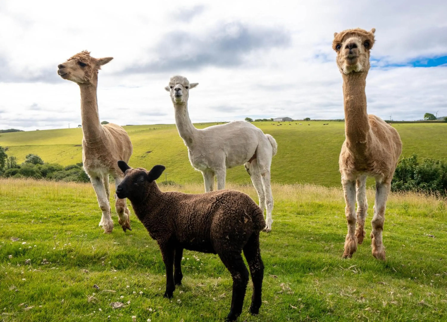 Ta Mill Holiday Cottages & Lodges - Forge Cottage