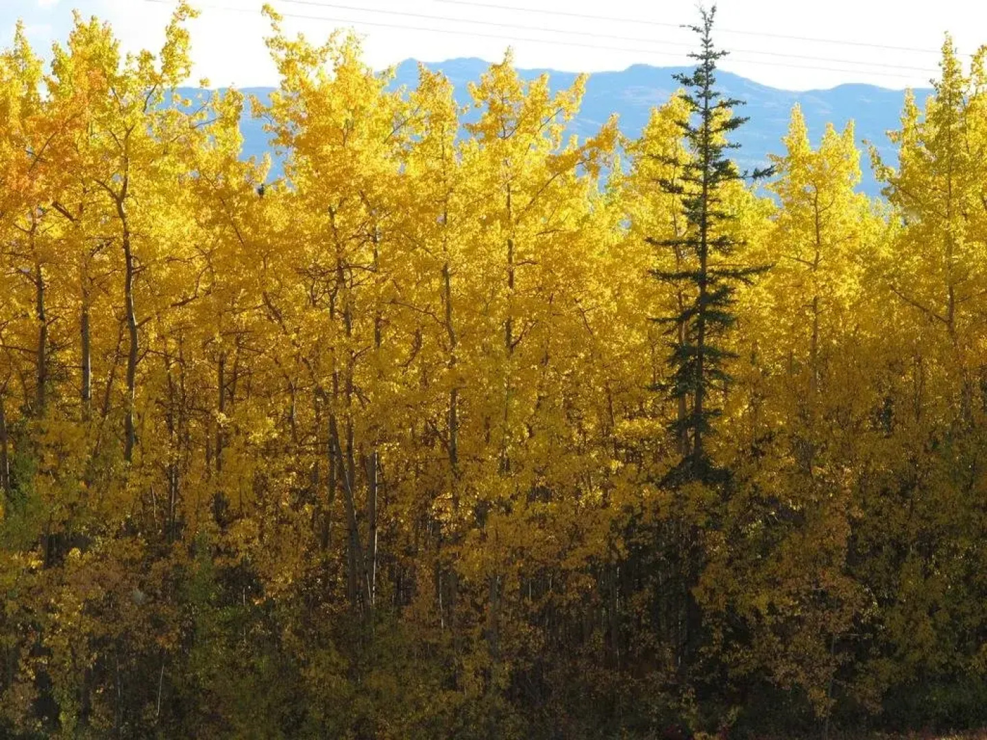 White Mountain Inn B&B