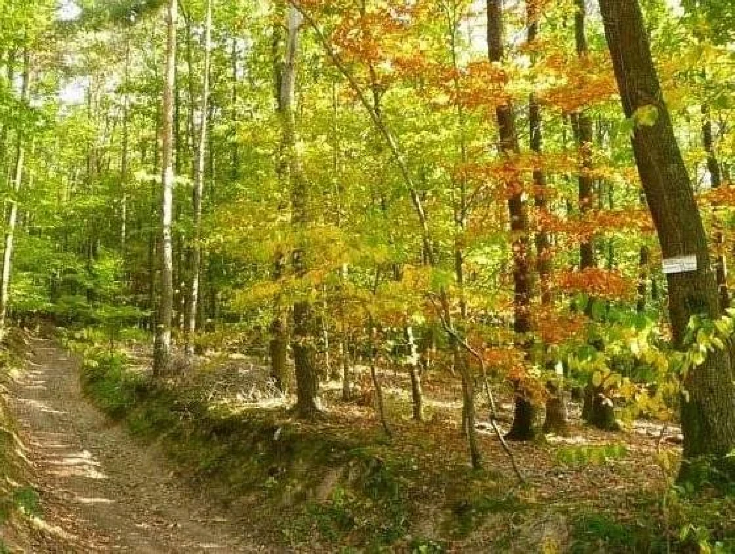 Château du Liebfrauenberg