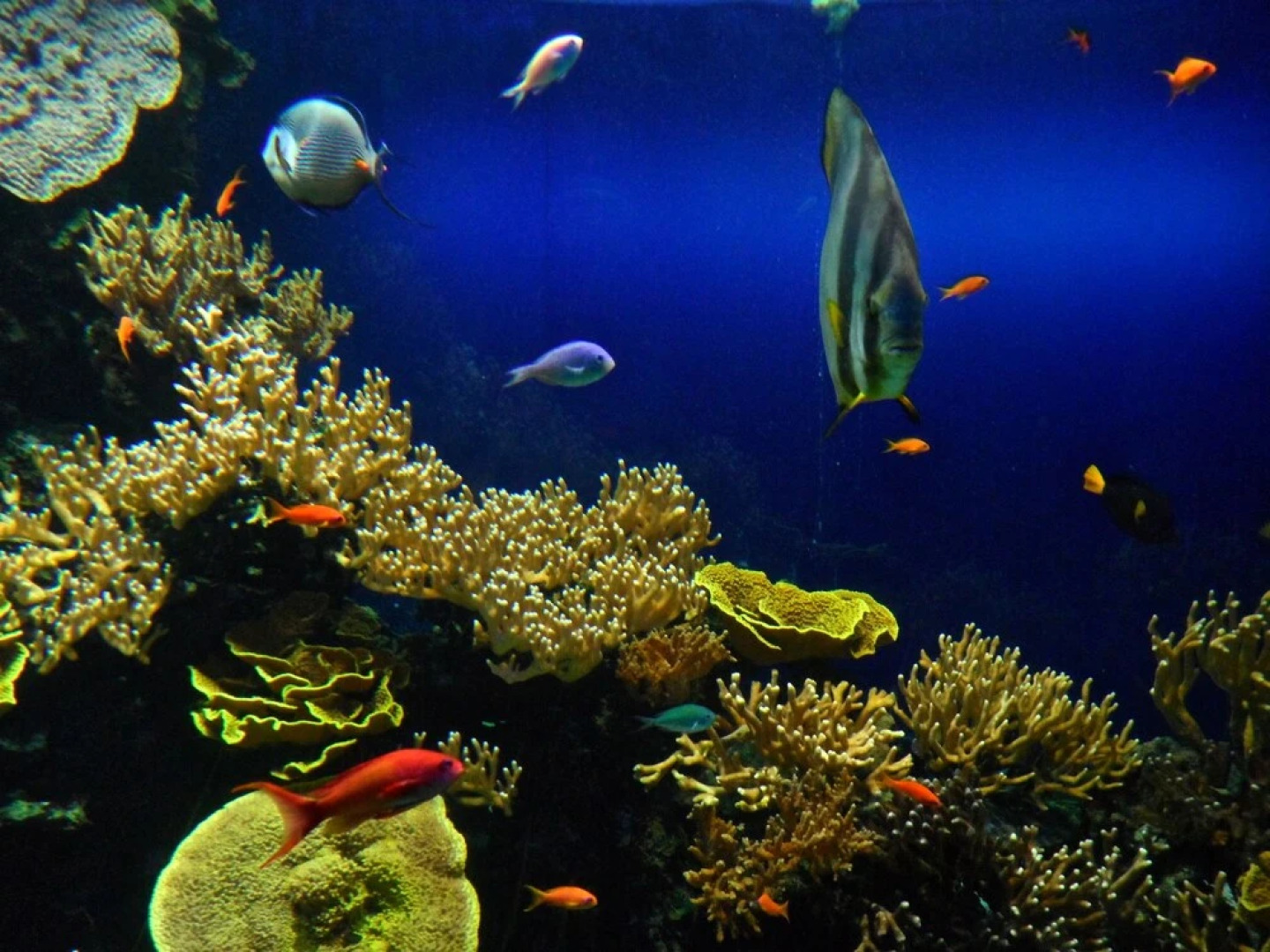 Sainte Agnès Cottages