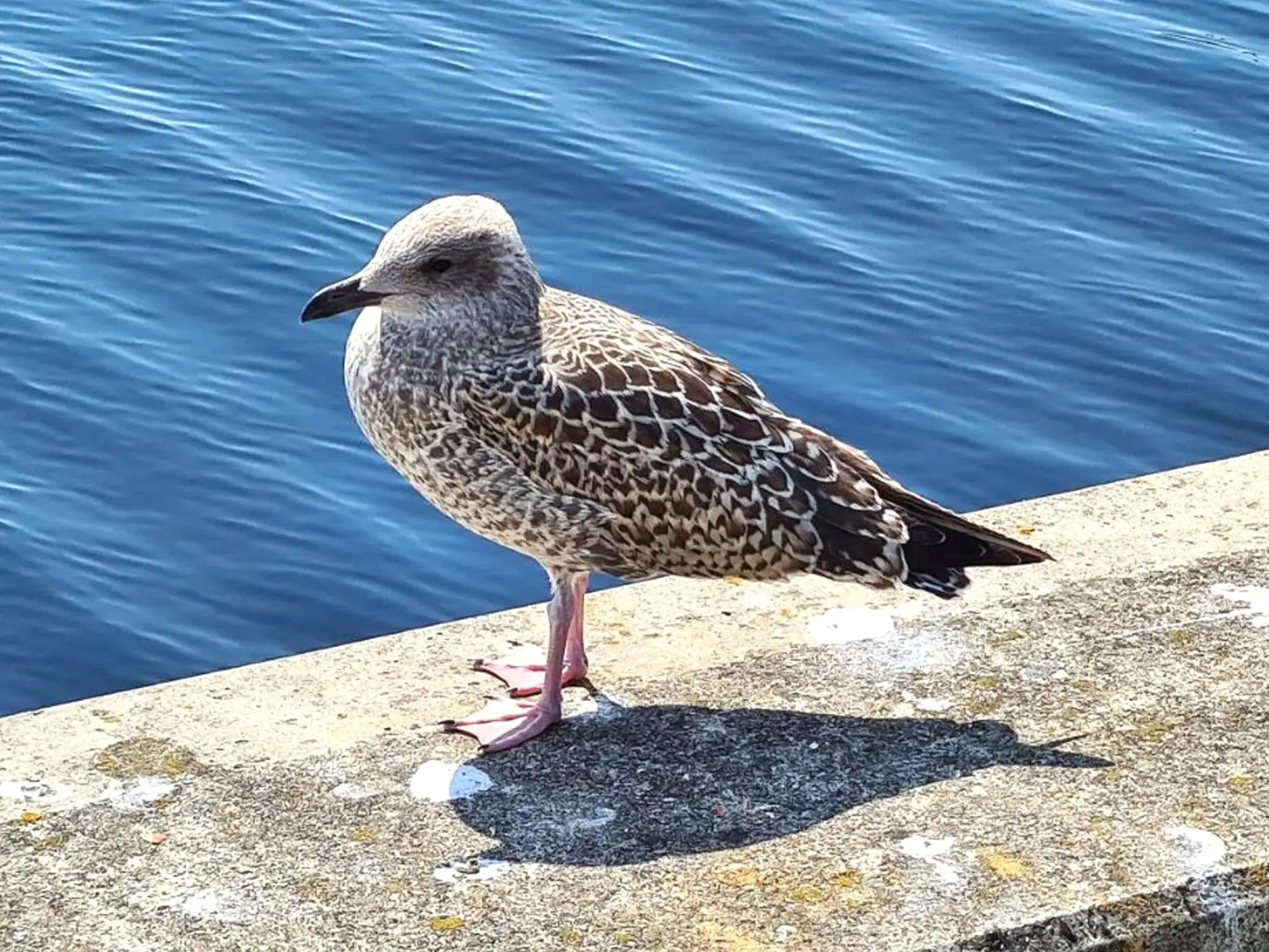 Stylish Apartment With Balcony