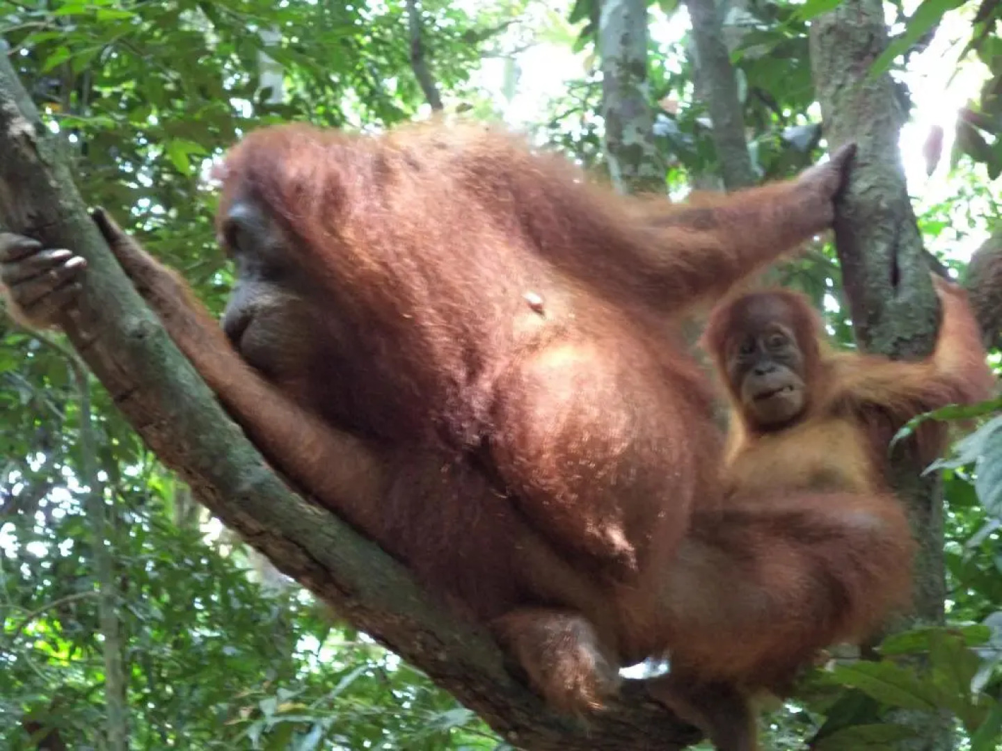 Ida Guest House & Restaurant