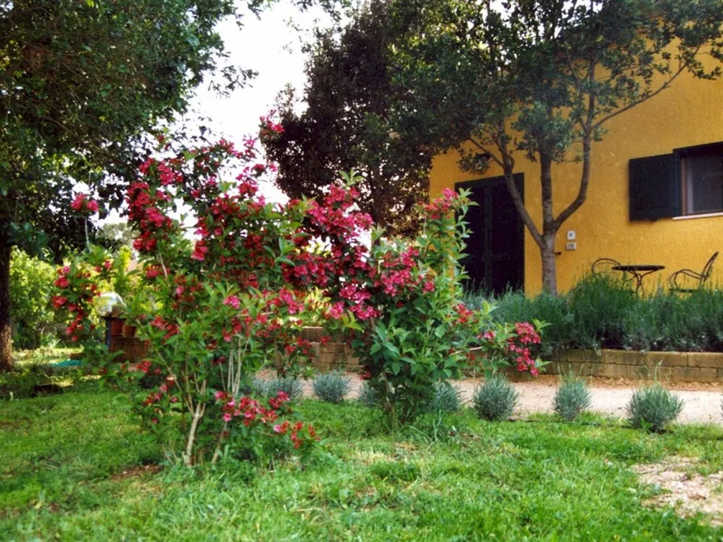 Rosaspina