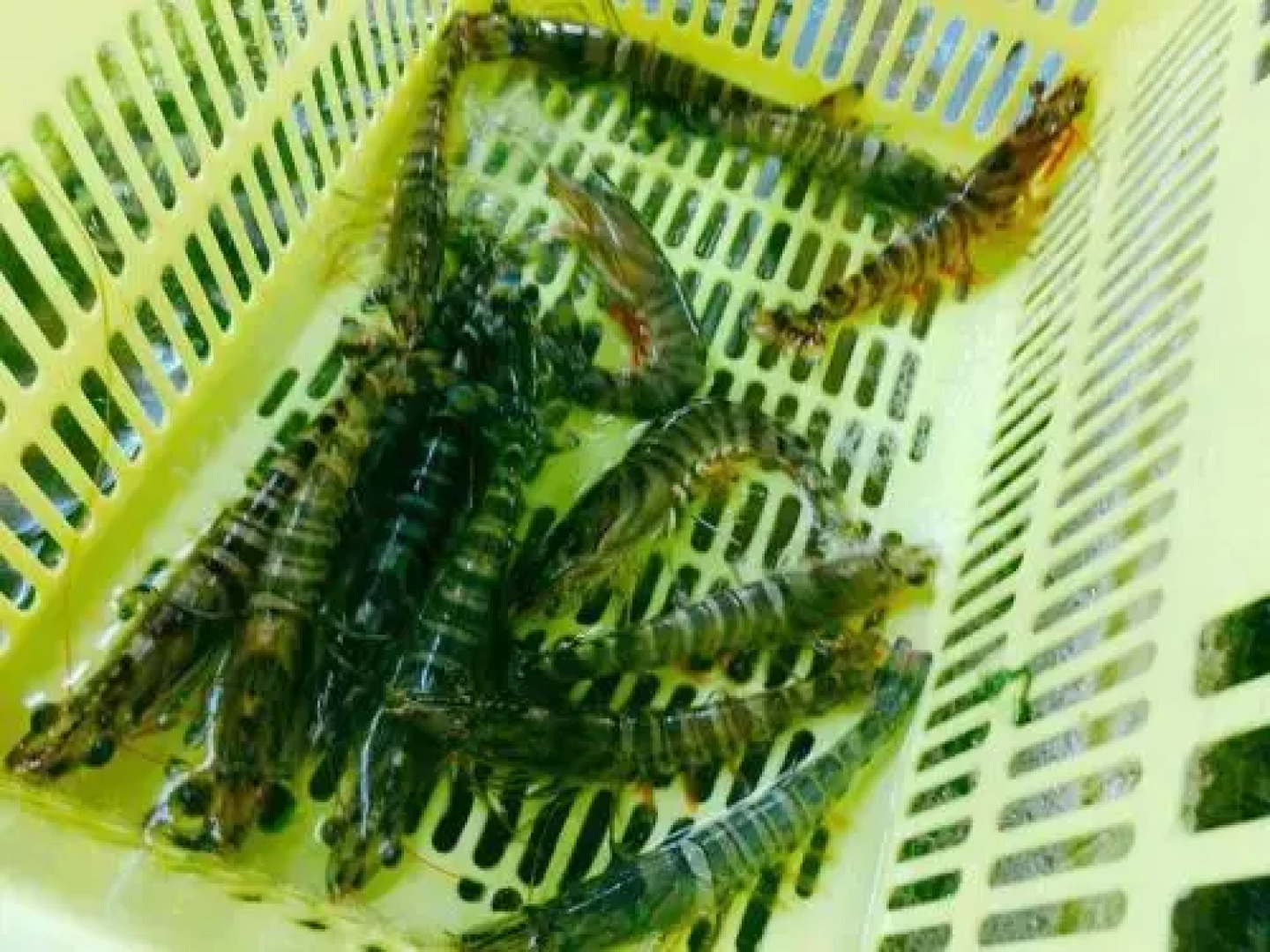 Sakai Guest House AMAMI（堺ゲストハウス奄美）