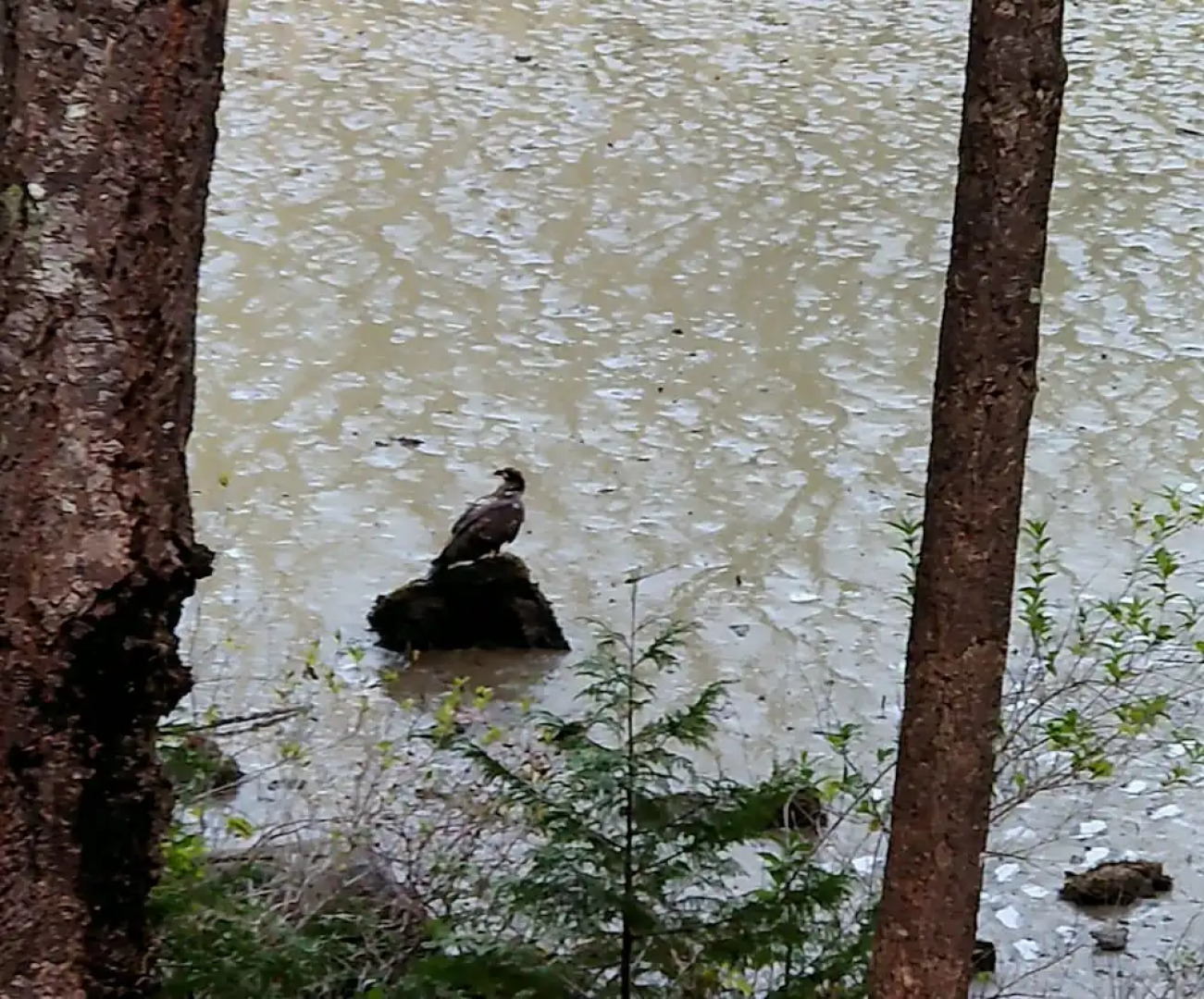 The Cabin at Moon Dance