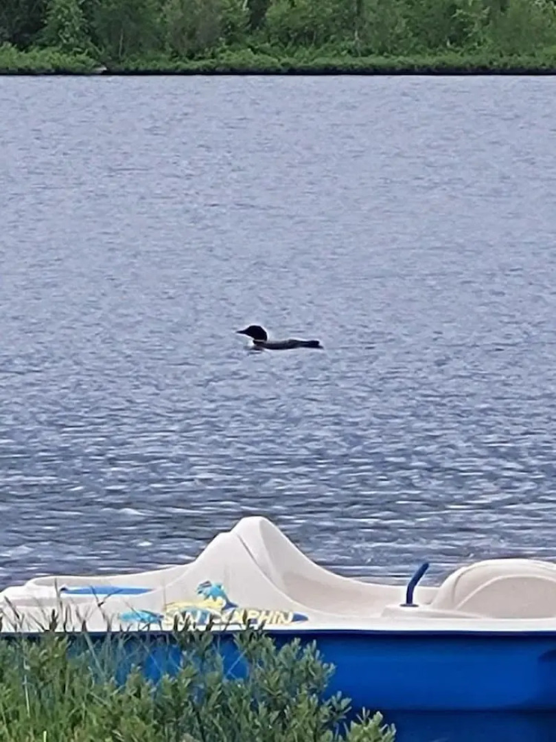 Mooseberry Cabin, Willow AK