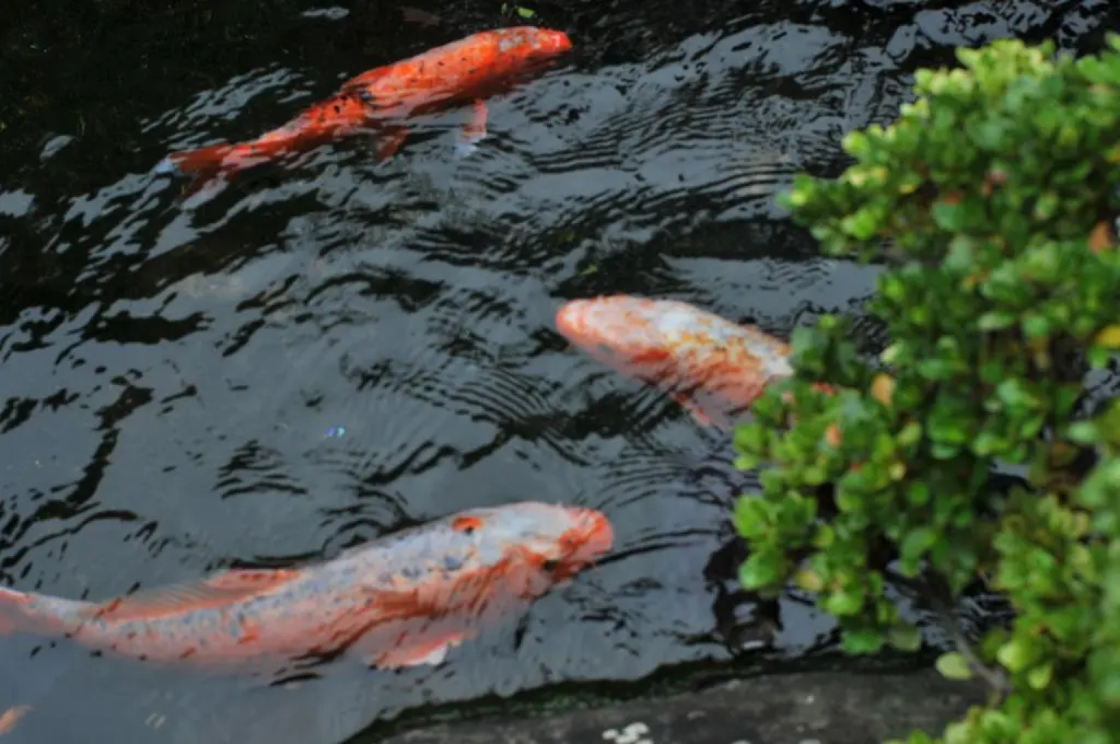 Atamisekitei Annex Sakuragaokasaryo