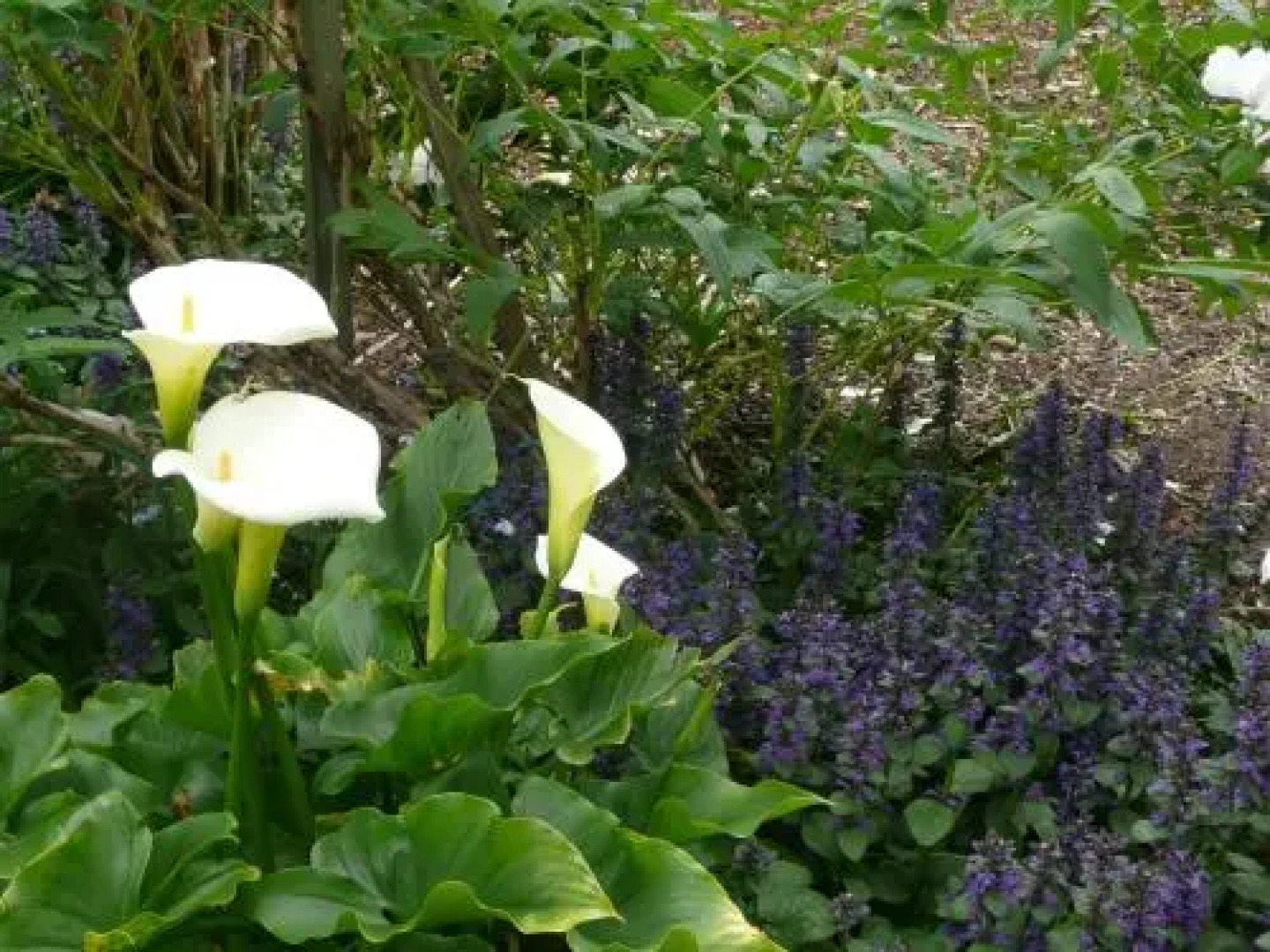 Wisteria Lodge Bed and Breakfast