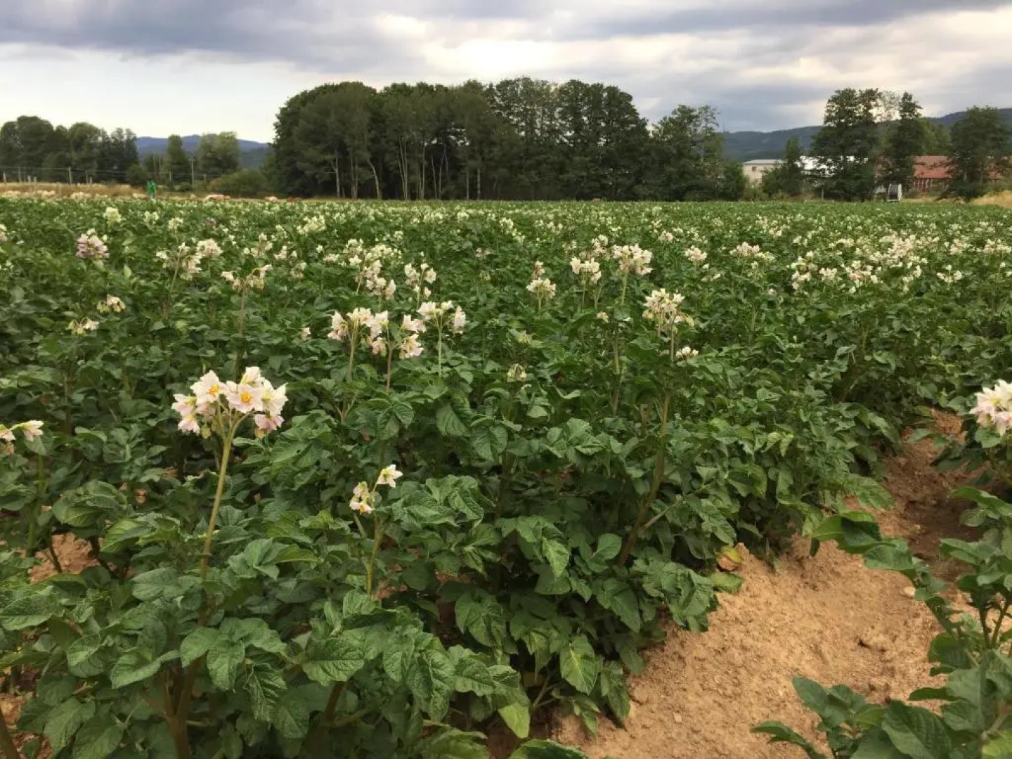 Agriturismo Fiorella