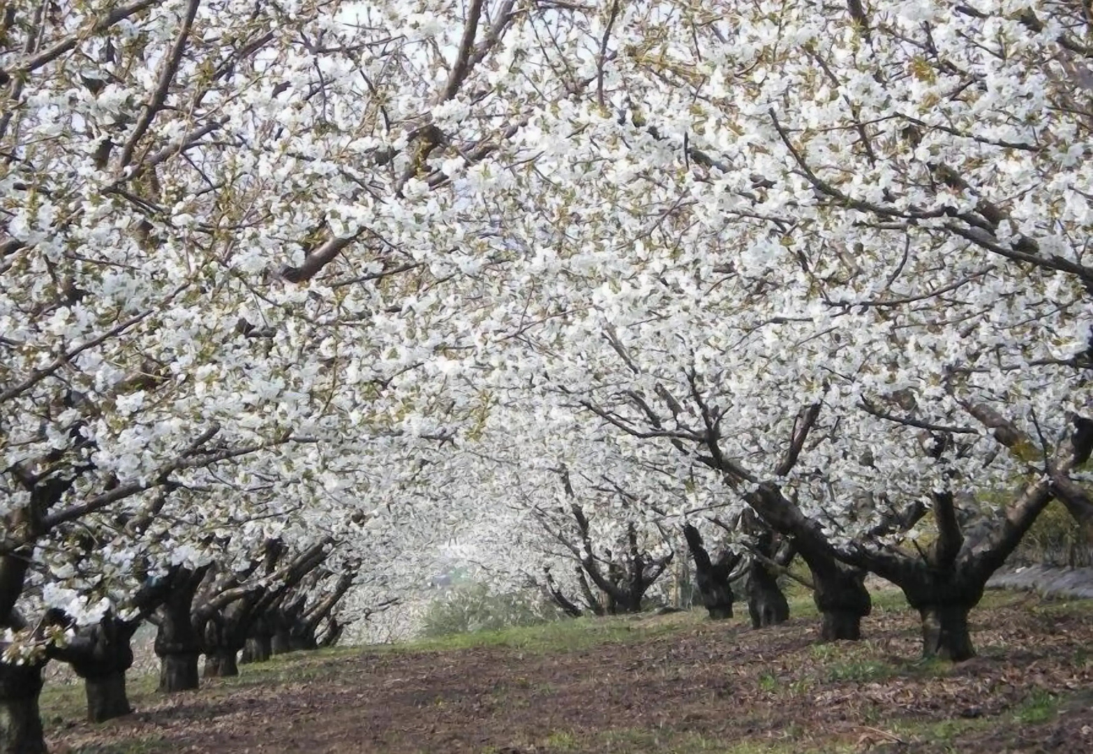Tenuta Fortelongo