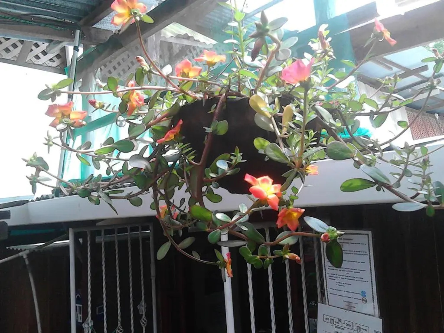 Hostel Julieta