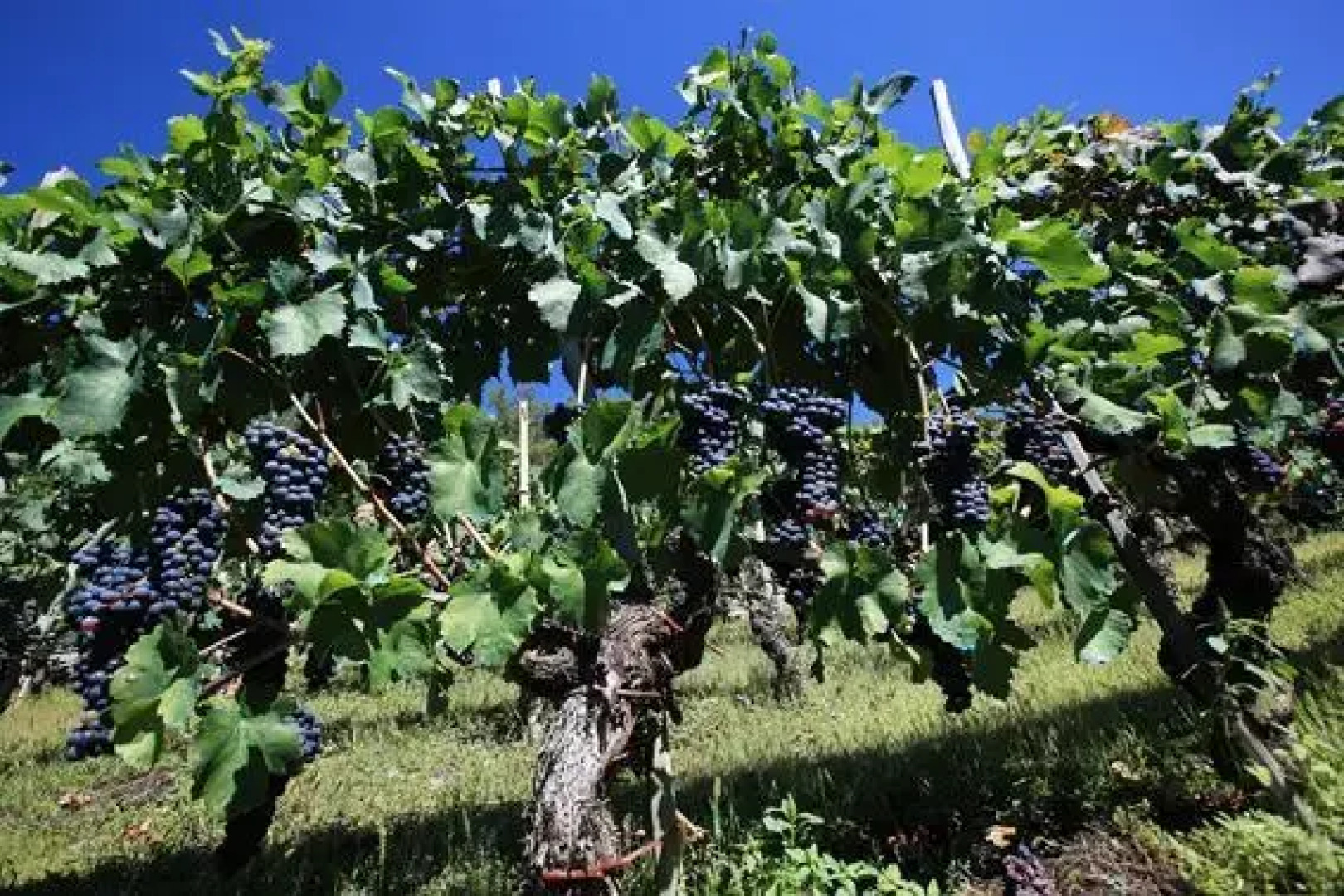 Agriturismo La Vrille