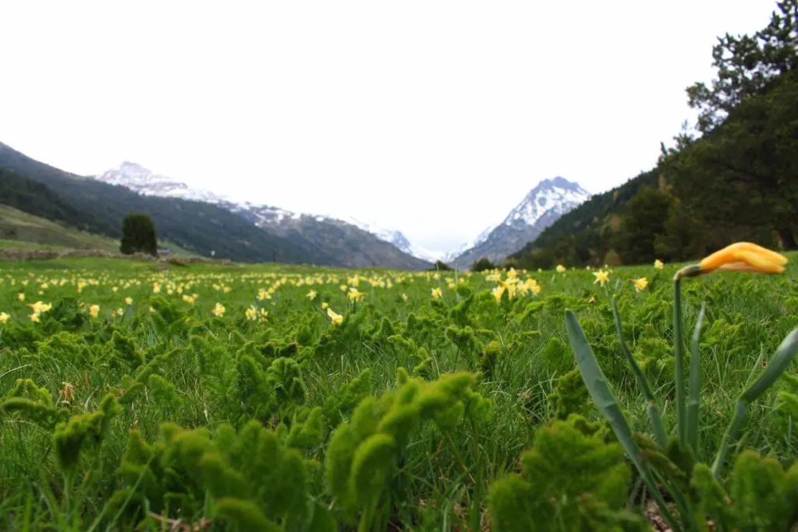 Terrasses del Tarter